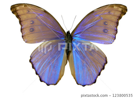 A Morpho godarti butterfly gracefully showcases its stunning iridescent blue and gold wings, perched in a lush tropical setting under soft sunlight, revealing its delicate beauty. 123800535