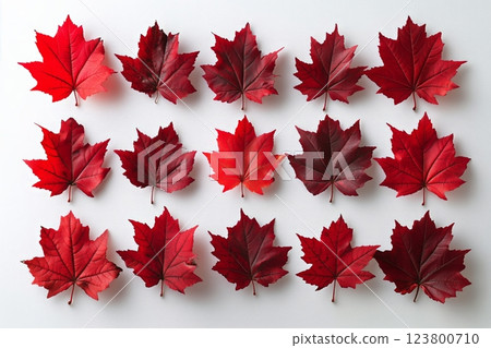 Vibrant Red Maple Leaves Arranged Artistically on a White Background During Autumn 123800710