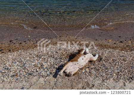 red English British bulldog red English British bulldog 123800721