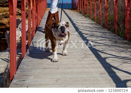 Red English British bulldog 123800724