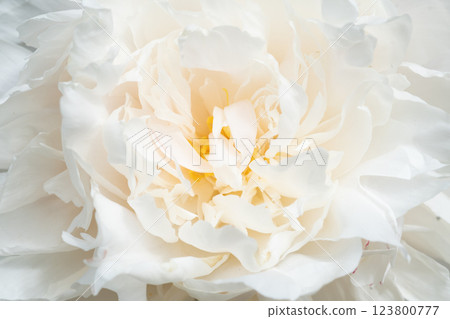 beautiful white peony blooming flower as background at sunny day. extreme macro 123800777