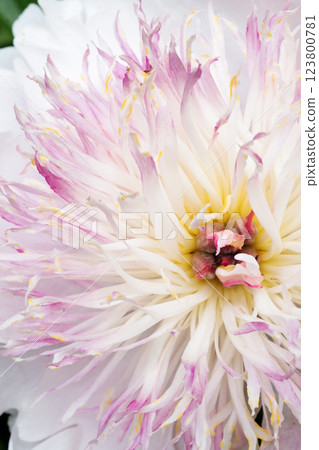 beautiful white-pink peony blooming flower as background at sunny day. macro. flat lay beautiful white-pink peony blooming flower as background at sunny day. macro. flat lay 123800781