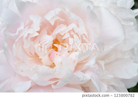 beautiful soft pink peony blooming flower as background at sunny day. extreme macro beautiful soft pink peony blooming flower as background at sunny day. extreme macro 123800782