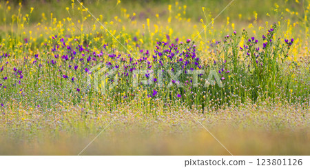 Viper's Bugloss, Spain 123801126