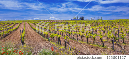 Valdepenas Vineyards, Spain Valdepenas Vineyards, Spain 123801127