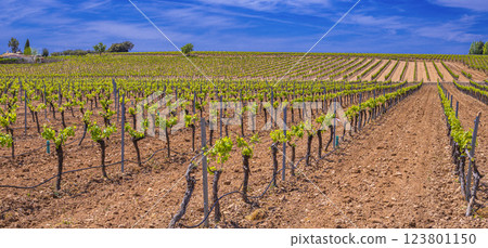 Valdepenas Vineyards, Spain Valdepenas Vineyards, Spain 123801150