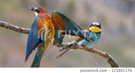 Bee-eater Bee-eater 123801176