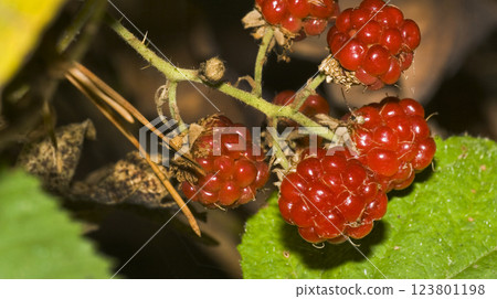 Wild Blackberry, Sierra de Guadarrama National Park, Spain 123801198
