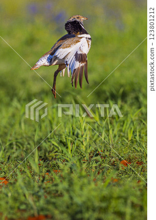 Little Bustard, Spain 123801212