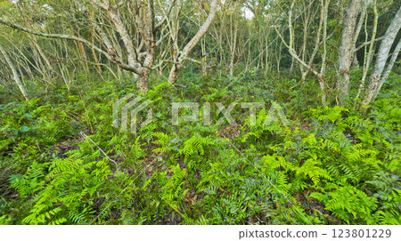 Riverine Forest, Royal Bardia National Park, Nepal Riverine Forest, Royal Bardia National Park, Nepal 123801229