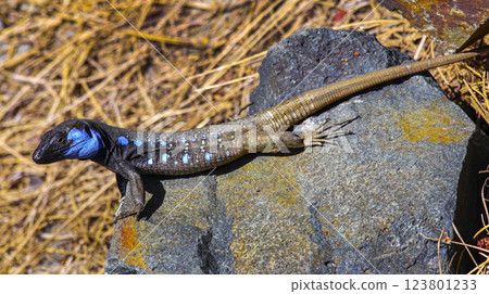 La Palma Lizard, Caldera de Taburiente National Park, Spain La Palma Lizard, Caldera de Taburiente National Park, Spain 123801233