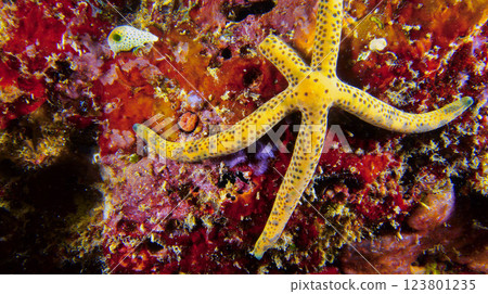 Multi Pore Sea Star, Maldives Multi Pore Sea Star, Maldives 123801235