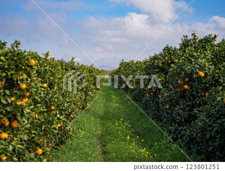 orange garden in Portugal orange garden in Portugal 123801251