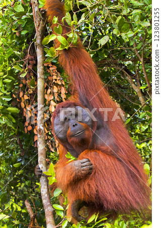 Orangutan, Tanjung Puting National Park, Indonesia Orangutan, Tanjung Puting National Park, Indonesia 123801255