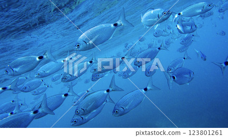 Saddled Seabream, Cabo Cope-Puntas del Calnegre Natural Park, Spain Saddled Seabream, Cabo Cope-Puntas del Calnegre Natural Park, Spain 123801261