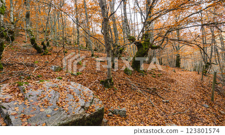 Hayedo de la Pedrosa Natural Protected Area, Spain Hayedo de la Pedrosa Natural Protected Area, Spain 123801574