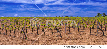 Valdepenas Vineyards, Spain Valdepenas Vineyards, Spain 123801578