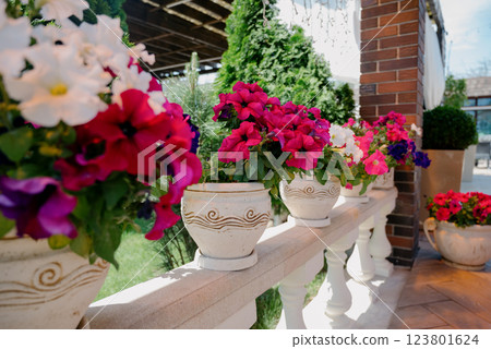 Colourful petunia flowers in vibrant pink and purple colors in decorative flower pot close up 123801624