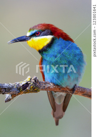 Bee-eater 123801641