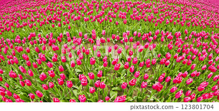 Colorful Tulips Fields, Netherlands Colorful Tulips Fields, Netherlands 123801704