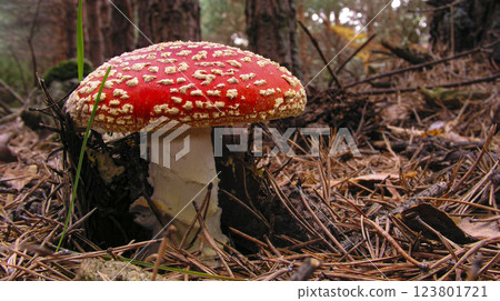 Fly Agaric, Sierra de Guadarrama National Park, Spain 123801721