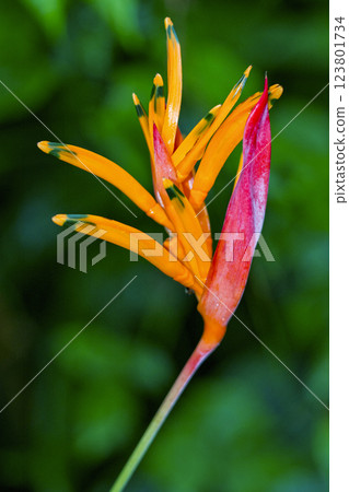Parrot's Beak, Marino Ballena National Park, Costa Rica 123801734