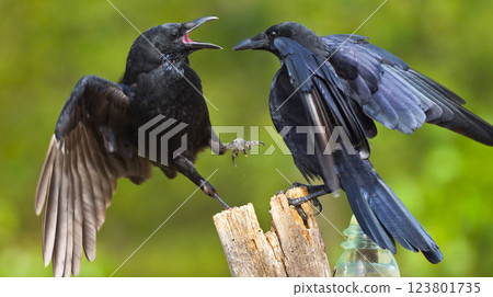 Carrion Crow, Mediterranean Forest, Spain 123801735