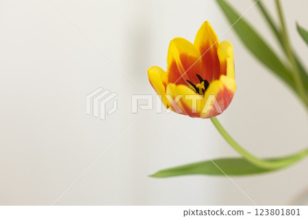Single tulip in full bloom with delicate petals. Concept of nature, elegance and simplicity. Copy space and empty place for advertising Single tulip in full bloom with delicate petals. Concept of nature, elegance and simplicity. Copy space and empty place for advertising 123801801