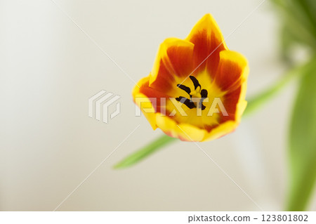Single tulip in full bloom with delicate petals. Concept of nature, elegance and simplicity. Copy space and empty place for advertising Single tulip in full bloom with delicate petals. Concept of nature, elegance and simplicity. Copy space and empty place for advertising 123801802