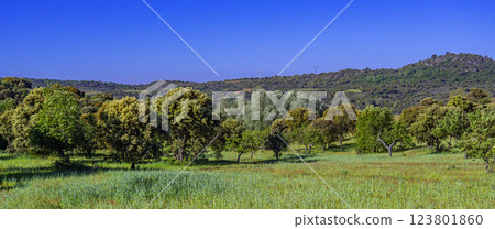 Mediterranean Forest Scrub, Spain 123801860