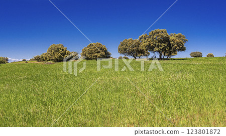 Agricultural Fields and Holm Oak Pasture, Spain 123801872