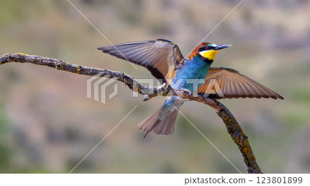 Bee-eater 123801899