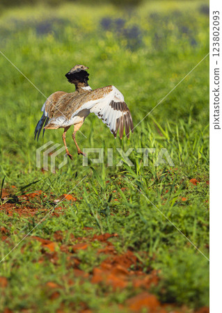 Little Bustard, Spain 123802093