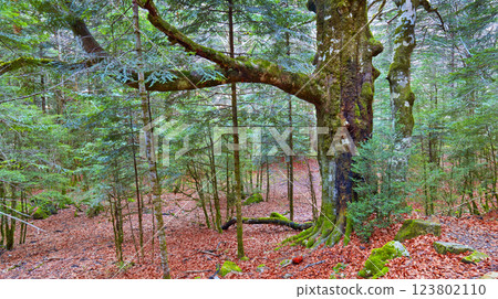Beech Forest, Ordesa y Monte Perdido National Park, Spain 123802110