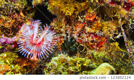 Peacock Worm, Cabo Cope-Puntas del Calnegre Natural Park, Spain 123802124