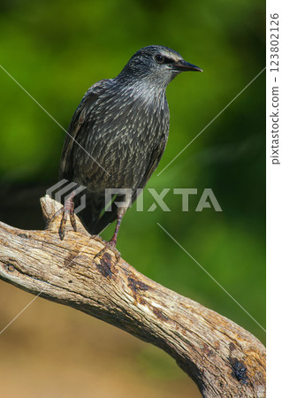 Starling, Monfrague National Park, Spain 123802126