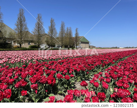 Breathtaking Red Tulip Field in Full Bloom Against Dutch Sky 123802135