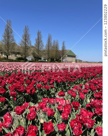Breathtaking Red Tulip Field in Full Bloom Against Dutch Sky Breathtaking Red Tulip Field in Full Bloom Against Dutch Sky 123802229