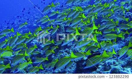 Blue-striped Snapper, Lutjanus kasmira, North Ari Atoll, Maldives, Indian Ocean, Asia 123802290