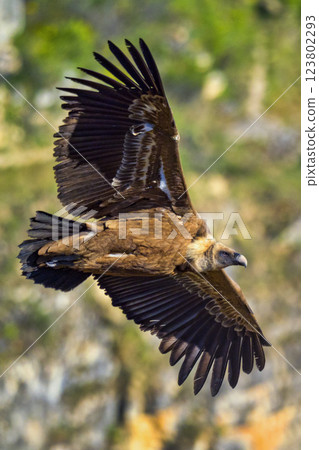 Griffon Vulture, Hoces de Rio Duraton Natural Park, Spain Griffon Vulture, Hoces de Rio Duraton Natural Park, Spain 123802293