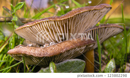 Wild Mushroom, Sierra de Guadarrama National Park, Spain Wild Mushroom, Sierra de Guadarrama National Park, Spain 123802298
