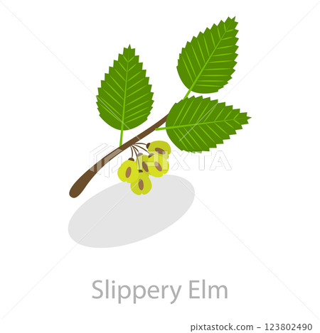 3D Isometric Flat Set of Astringent Herbs. Item 8 3D Isometric Flat Set of Astringent Herbs. Item 8 123802490