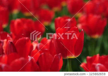 Tulip field 123802659