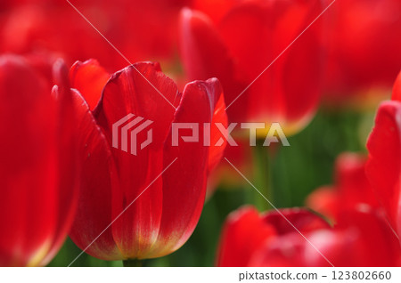 Tulip field 123802660