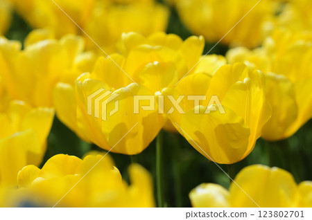 Tulip field Tulip field 123802701