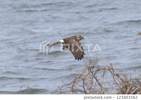 A female northern harrier soaring over the riverbed A female northern harrier soaring over the riverbed 123803562