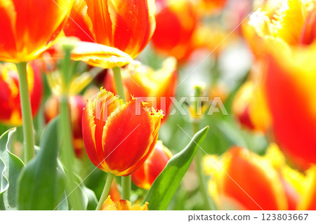 Tulip field 123803667