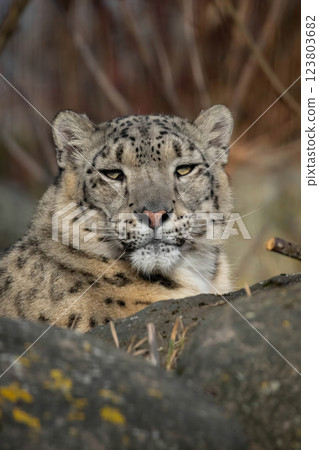 Portrait of a snow leopard 123803682