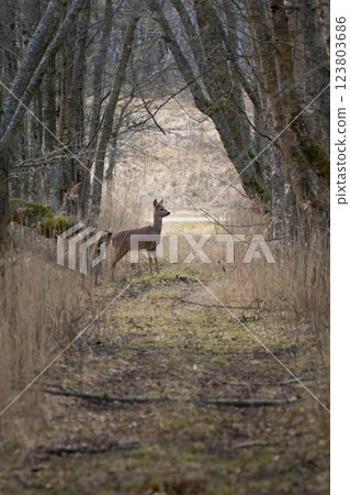 Roe Deer (Capreolus capreolus) 123803686