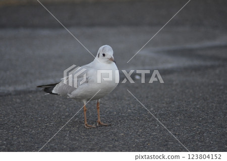 一隻鳥 一隻鳥 123804152